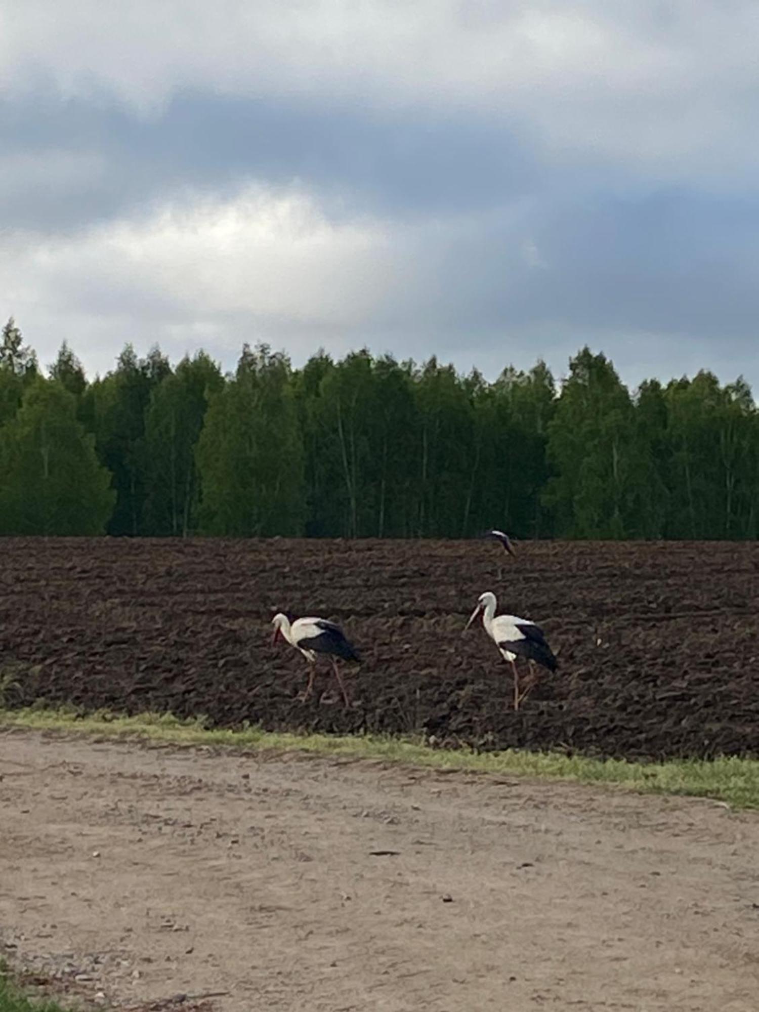 Mazurska Stodola Na Polwyspie Pilchowskim Pilchy Luaran gambar